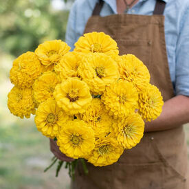 Benary's Giant Golden Yellow, Zinnia Seeds